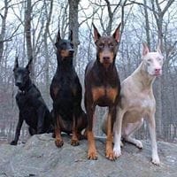 Felix Gallego Baldajo