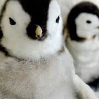 Josue Moshe Hernández Ramírez