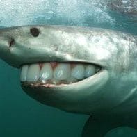 Antonio Miguel Gomez Valentin