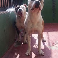 Richard Patita Con Flow