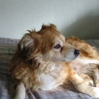 Arturo Arribas García