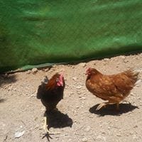 Estefania Torres Perez