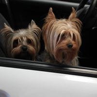 Jose Miguel Portillo