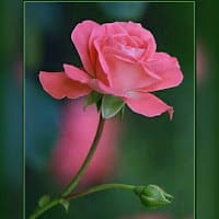 Flor de Maria Rivera