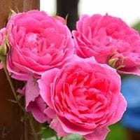 Mayka Ferrandez Martinez