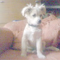makita Irina