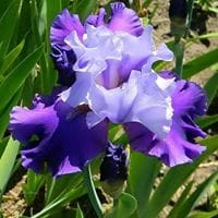 Nelly Esperanza Babativa Lizarazo