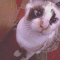 Flor Angel
