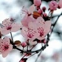 Maribel Aranda Bordas