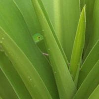 Jesus Antonio Zurita Lombardini