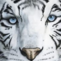 mandarsms net smsgratis