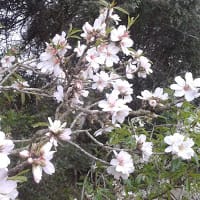 Biel Sureda