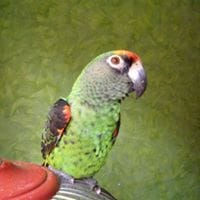 Pablo Pérez Fernandez