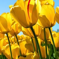 estela aguilera caro