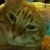 Anna Vidriera Solano