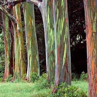 Ingrid Yasmid Toro Vejarano