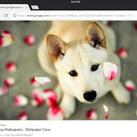 Dog Cake pie