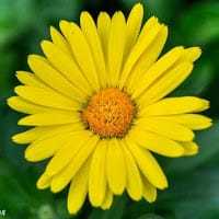 Fuensanta Villalobos Bernal