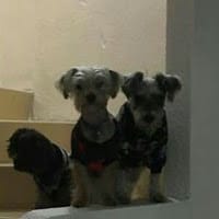 Dollybarbieyo Blakigor