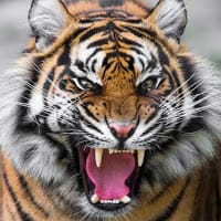 RONALD KLINSMAM HUALLPA MUCHA