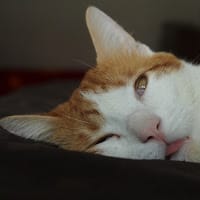 Santiago Montoya Carrascal