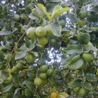 Ismael Cantó Bascuñana