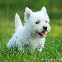 Anabella Losada Guevara