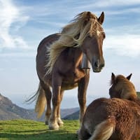 Marlen Carreño Orellana