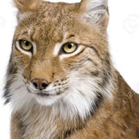 Lince Artico