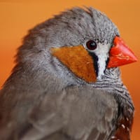 Pablo González Serrano