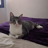 Albert