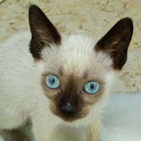 Iron Cat gatito