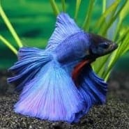 NÚRIA BRENES GONZÁLEZ