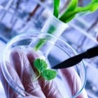 Jael Jacqueline Tirado Chiquete