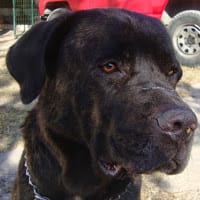 francisco pedro bargado carriço