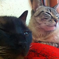 Xavier Montes Gallego