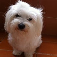 M carmen Lopez