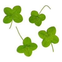 Raquel Montalvo velilla