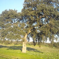 Fincas y Parcelas En El Sur