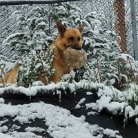 Serafín  Iglesias Lopez