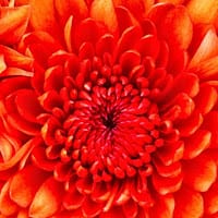 MANUEL MOÑINO VALIENTE