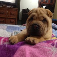 Daniela Jofré Muñoz