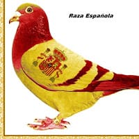 canario palma