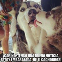 Usuario Flow