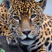 Anhtoni Puma Quispe