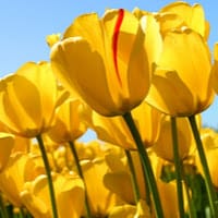 Magali Tlaczani Reynoso