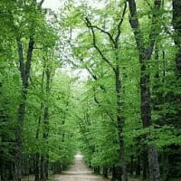 Patricia Lamas Ayuso