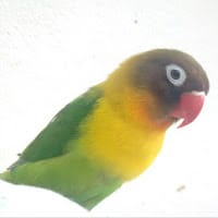 paula camila oyola canizalez