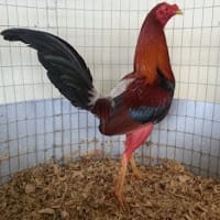 jorge bizcocho navarro