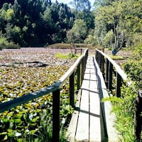 Fernita Forest